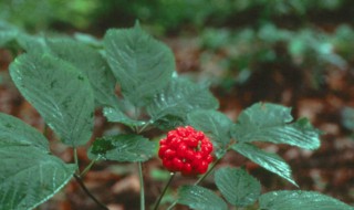 人参籽怎么种植方法（人参籽怎么种植方法花盆）