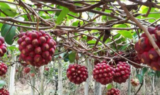 黑老虎怎么吃 黑老虎怎么吃,小孩可以吃吗?