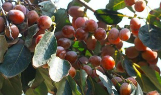 软枣怎么吃 软枣图片