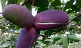 8月瓜怎么吃（8月瓜怎么吃要吐籽吗）