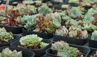 多肉饺子皮的养殖方法和注意事项 多肉饺子皮的养殖方法和注意事项图片