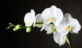 柳树皮可以养兰花吗（柳树皮可以养兰花吗图片）