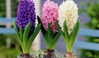 风信子怎么水培水培的 风信子水培种植方法和时间