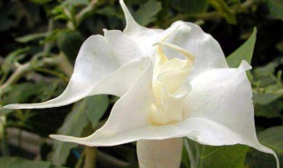 醉心花是什么花（醉心花图片）