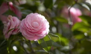 秋天最常见的花（冬天最常见的花）