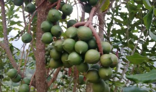 夏威夷果树怎么种 夏威夷果树怎么种植条件