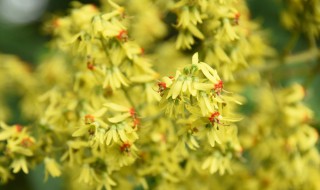 栾树的花是什么样子的 栾树的花是什么样子的图片