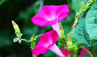 牵牛花的生活环境 三叶草的生长环境