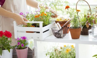 喜阳光不怕晒的盆栽植物 耐晒的大型绿植