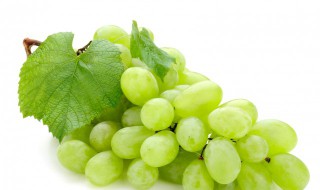 阳光玫瑰种植技术（葡萄阳光玫瑰种植技术）