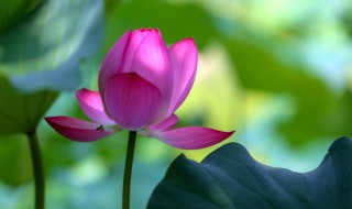 睡莲的种子怎么种（睡莲种子的种植方法视频）