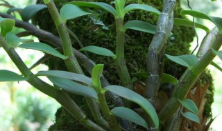 铁皮石斛苗怎么种(铁皮石斛苗怎么种植视频)