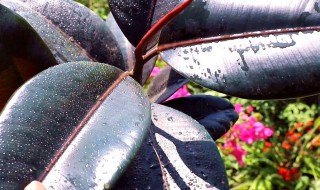 怎么补救下垂的橡皮树（怎么补救下垂的橡皮树视频）