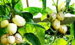 人参果种子怎么种（人参果种子怎么种植）