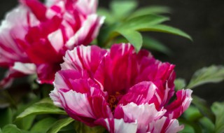 牡丹秋季修剪的时间及方法 牡丹花的修剪方法图解