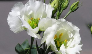 洋桔梗叶子蔫了耷拉下来怎么办（洋桔梗叶子发软耷拉还能好吗）