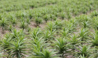 百合如何种植（百合如何种植方法）