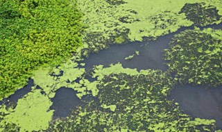 小球藻属于蓝细菌吗（小球藻属于蓝细菌吗）