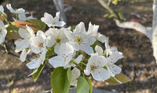 梨树秋天又开花是怎么回事（梨树秋天又开花怎么办）