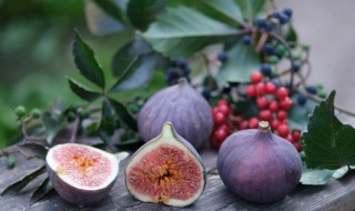 10月份可以移栽无花果树吗（十月份可以栽无花果吗）