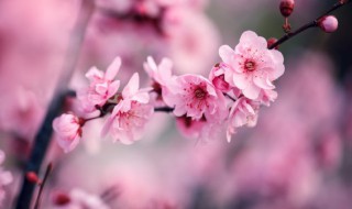 梅兰竹菊的品质和精神（竹子的品质和精神）