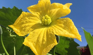 丝瓜花的美的寓意（丝瓜花的别称）