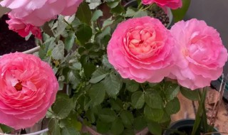 几乎不生病的月季品种(天方夜谭月季好还是海神王好)