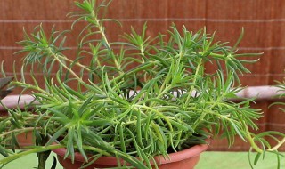 10月份能扦插太阳花吗（10月份能扦插太阳花吗）