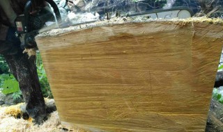 香榧木为什么禁止交易 香榧木珍贵吗