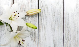 百合花种球如何种植 百合花种球如何种植视频教程