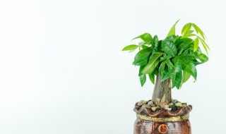 平安树死了怎么救活（平安树死了禁忌）