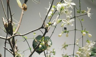 垂丝茉莉小苗几年开花 垂丝茉莉小苗怎么养