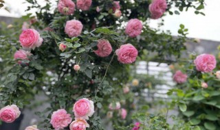 需要淘汰的月季品种（准备淘汰的月季品种）