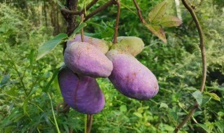 八月瓜种植几年才结果（八月瓜的种子怎么种才能发芽）