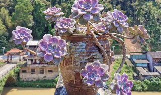 多肉紫乐的养殖方法和注意事项 10种公认阳台最好养的多肉