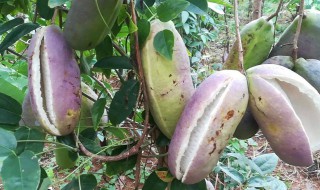 三叶木通与八月瓜的区别（三叶木通图片）