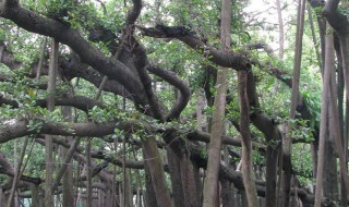 独木成林的树是什么树（为什么榕树是凶树）