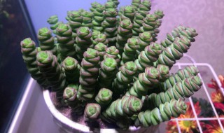 钱串子怎么繁殖（多肉钱串子怎么繁殖）