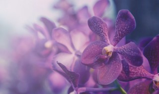 夏季高温如何避免兰花根腐茎腐（夏季高温如何避免兰花根腐茎腐烂）