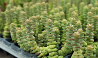 多肉钱串的养殖方法和注意事项 多肉钱串的养殖方法和注意事项视频