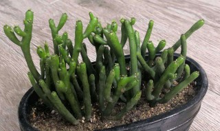 光棍树烂根了如何挽救(光棍树烂根是怎么回事)