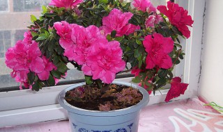 杜鹃花为什么是禁忌(杜鹃花为什么不好养活)