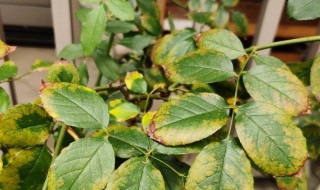 月季秋天叶子发黄正常吗（月季秋天叶子发黄正常吗为什么）