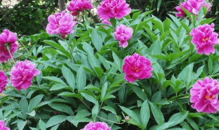 芍药根的种植方法和注意事项 芍药根的种植方法和注意事项有哪些