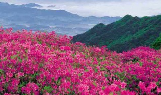 杜鹃花在风水上的意义(一般人家里为什么不养杜鹃花)