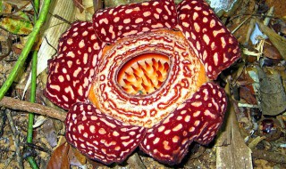 大王花怎么传播种子的（大王花怎么传播种子的视频）