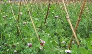 荷兰豆几月份播种最适合（荷兰豆什么时候种植产量高）