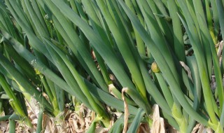 葱头育苗时间与种植技术(葱头育苗时间与种植技术视频)