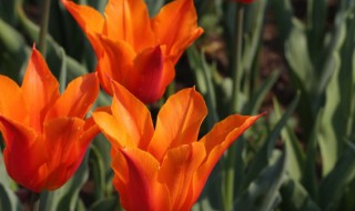 郁金香9月份开花吗（郁金香秋天开花吗）