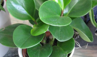 圆叶子的盆栽植物名称 圆叶子植物